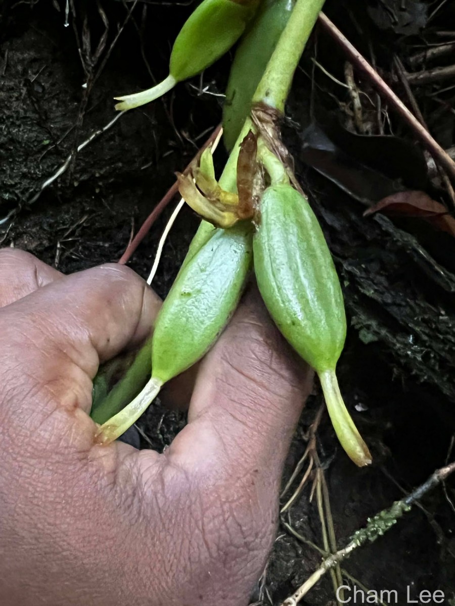 Elettaria ensal (Gaertn.) Abeyw.
